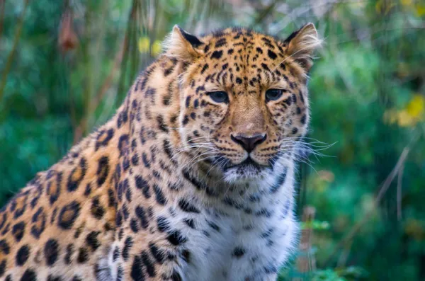 Why the Amur Leopard Is Critically Endangered