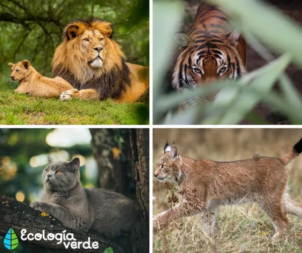 Types of Felines: Characteristics and Examples
