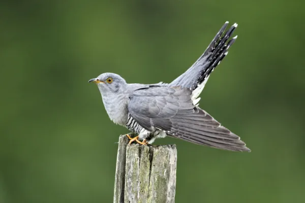 Cuckoo Bird: Incubation and Habitat