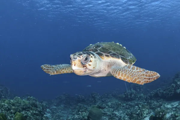 Why the Loggerhead Sea Turtle Is Endangered: Causes, Traits & How to Help