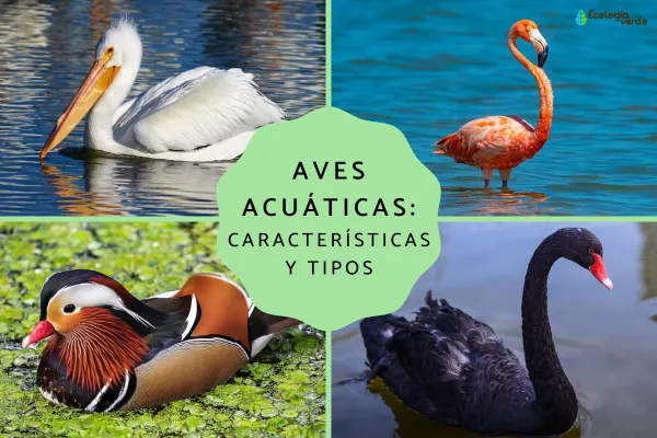 Aquatic Birds (incl. Seabirds): Full Guide to Characteristics, Types & Names