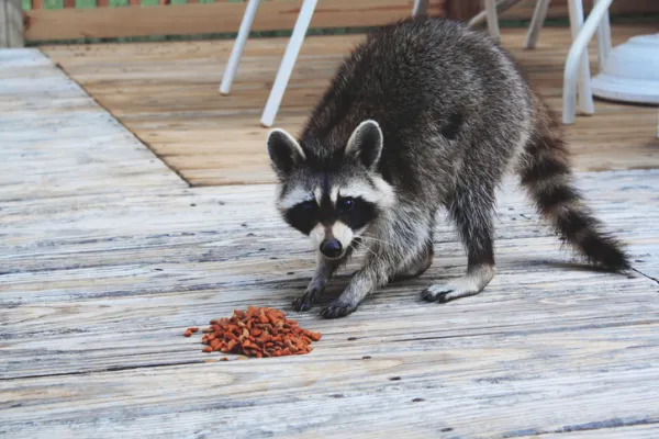 Can You Keep a Raccoon as a Pet? U.S. Laws, Ecological Risks & Your Responsibilities