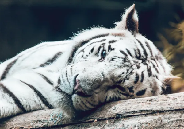 Why the White Tiger Is Endangered: Origins, Status & Real Conservation Actions
