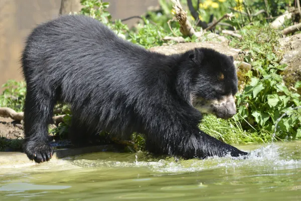 Why the Spectacled Bear Is Endangered: Causes, Traits, Range & Conservation