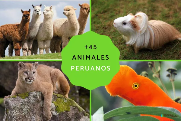 45+ Native Animals of Peru: Names & Quick Facts