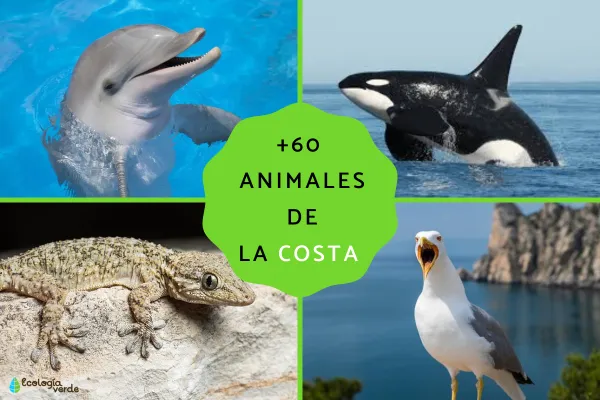 60+ Coastal Animals (Names, Traits & Where They Live)