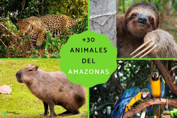 30+ Animals of the Amazon: Names, Traits & Highlights