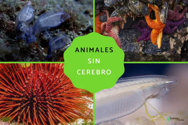 14 Animals “Without a Brain”: Names, Traits & Field Notes