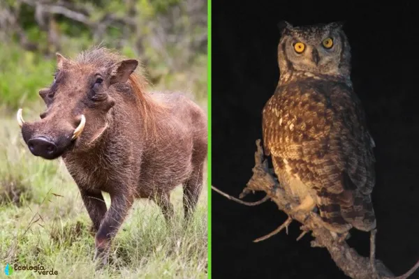 Diurnal vs. Nocturnal Animals: Traits, Examples & Key Differences
