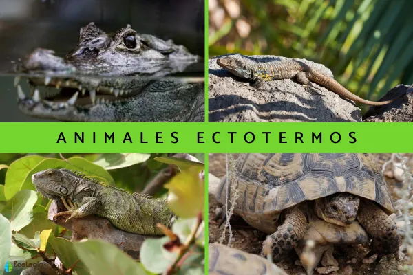 35 Cold-Blooded Animals (with traits and examples)