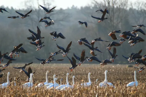Migratory Birds: Definition, Migration Mechanics & 20 Representative Species (with scientific na