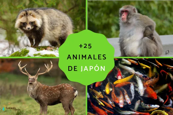 Japan Wildlife Guide: 10+ Signature Species (Names, Traits, Range & Viewing Tips)