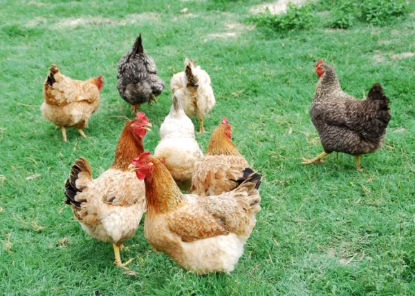 Poultry: Types & Representative Species (with Scientific Names)