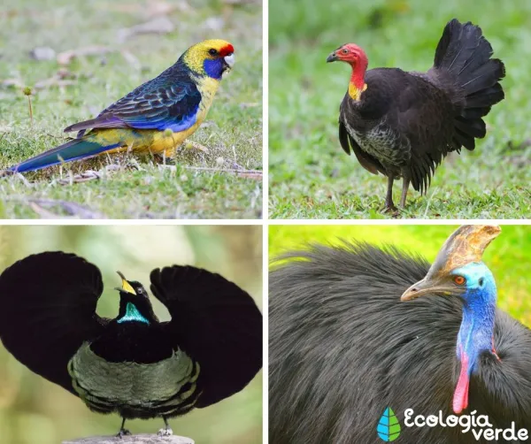 20+ Australian Birds (Names, ID Tips & Range)