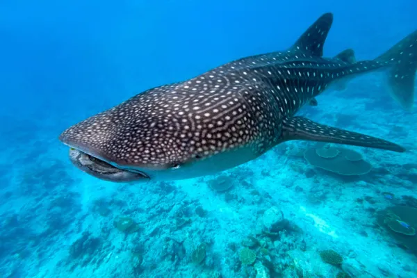 33 Endangered Fish: Names, ID Traits, Ranges & Threats (Publisher-Ready, with Scientific Names)