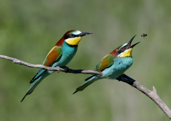 Insectivorous Animals: Definition, Traits & Examples