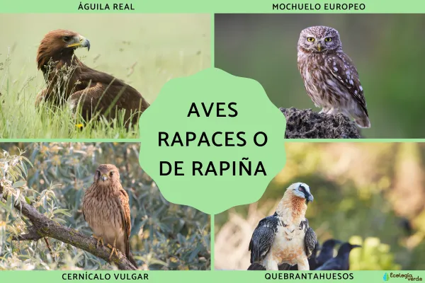 Birds of Prey (Raptors): Types, Traits & Names (Publisher-Ready)