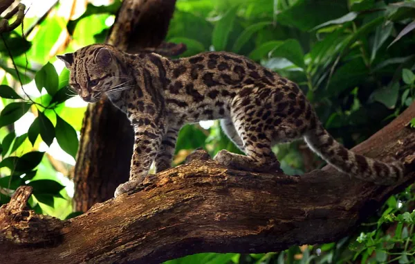 34 Endangered Animals in Argentina