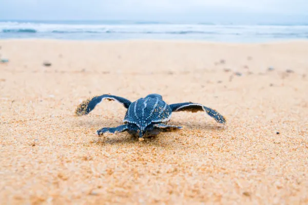 Is the Leatherback Sea Turtle Going Extinct? Status, Traits, Threats & How to Help (Publisher-Re