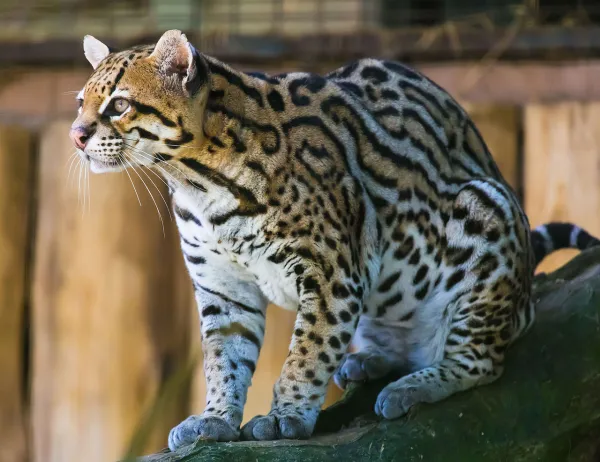 Why Is the Ocelot at Risk of Extinction?