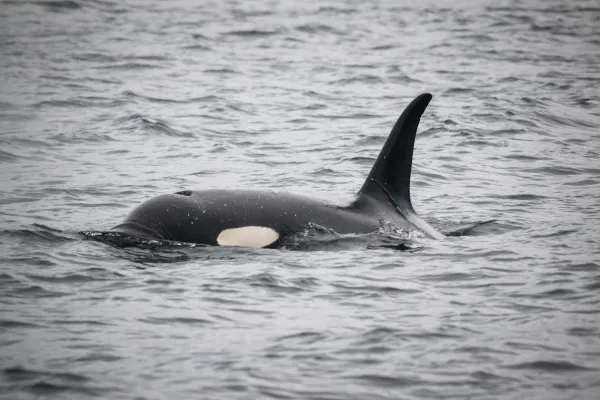Why Are Orcas at Risk of Extinction?