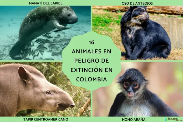 16 Endangered Animals in Colombia