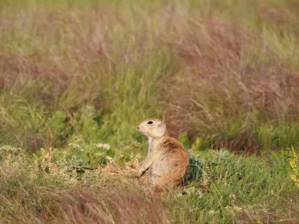 Animals of the Prairie