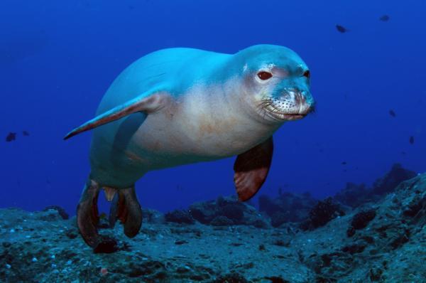 Por qué es importante proteger a los animales en peligro de extinción - Diferencia entre extinción natural y extinción acelerada