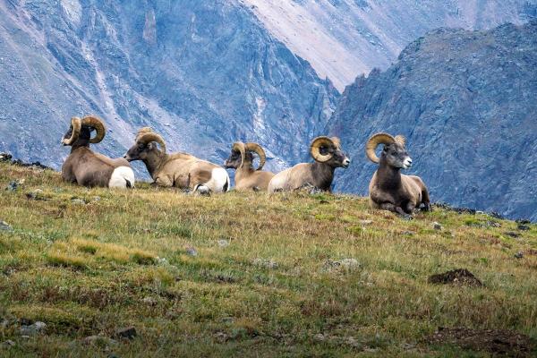Por qué es importante proteger a los animales en peligro de extinción - El derecho a la vida, el amor y el respeto hacia la fauna
