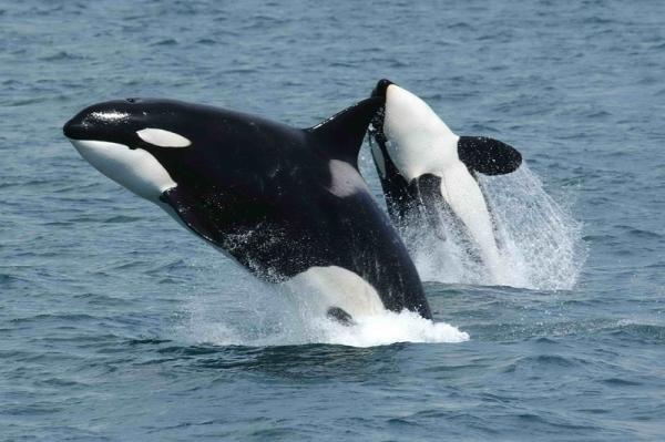 Cómo se clasifican las orcas