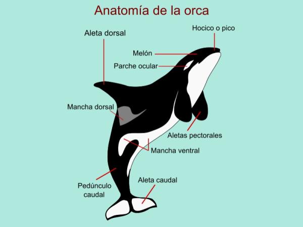 Cómo se clasifican las orcas - Características de las orcas