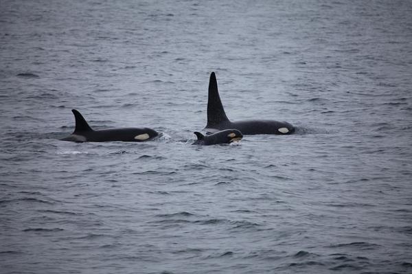 Cómo se clasifican las orcas - Taxonomía de las orcas: clasificación taxonómica