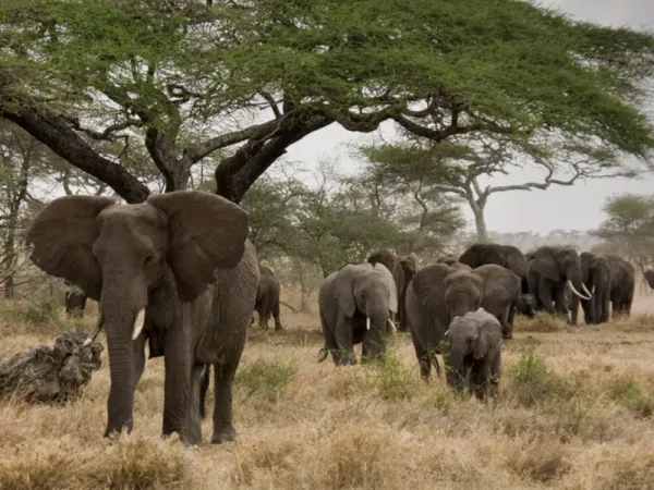 Where Do Elephants Live and What Do They Eat?
