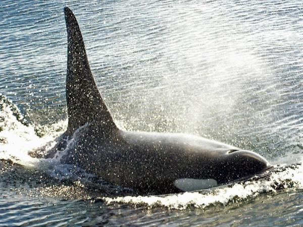 Cómo se clasifican las orcas - Clasificación de las orcas: los 3 grupos