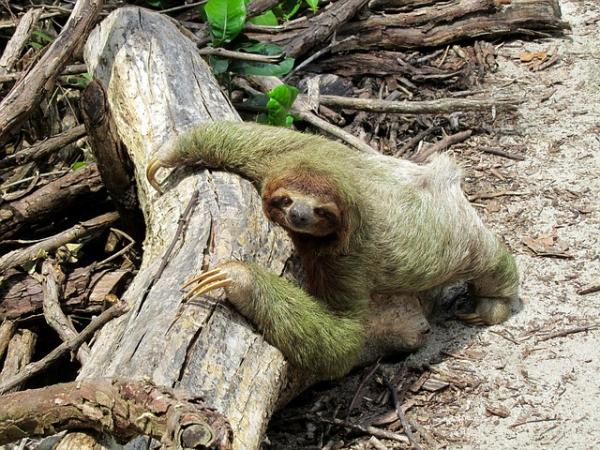 Por qué es importante proteger a los animales en peligro de extinción