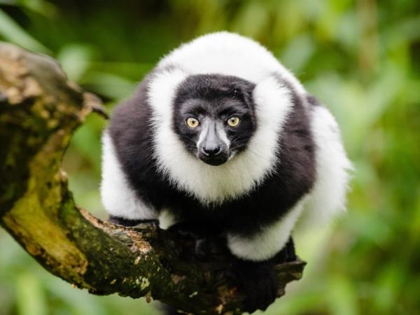Por qué es importante proteger a los animales en peligro de extinción - Por qué es importante proteger a los animales en peligro de extinción - razones