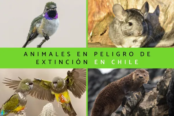 13 Endangered Animals in Chile