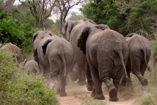 las_patas_y_la_cola_de_los_elefantes_asiaticos_y_africanos_1865_5_600.jpg