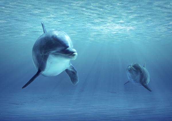 What Do Dolphins Eat and Where Do They Live