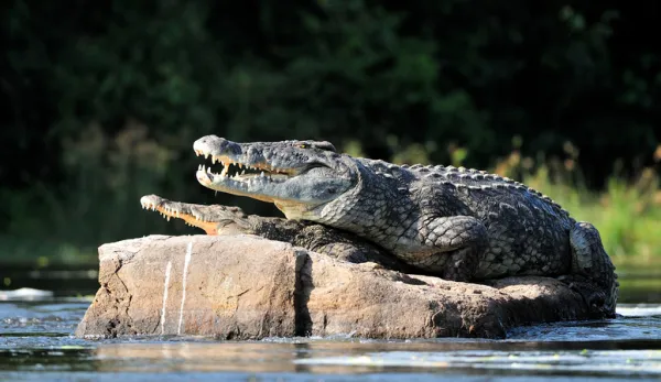 Main Characteristics of Crocodiles (For Kids)