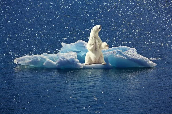 Endangered Animals of the North Pole