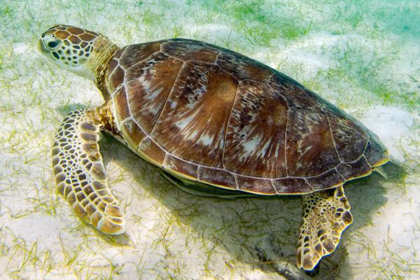 Tipos de tortugas marinas y sus características - Tortuga verde