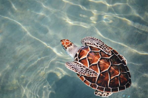 Tipos de tortugas marinas y sus características - Tortuga carey