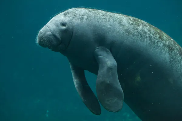 Sirenian Mammals: Characteristics and Examples