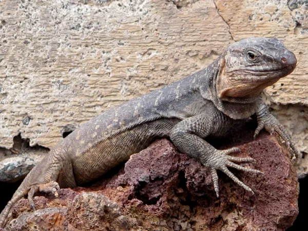 The Difference Between Reptiles and Amphibians for Kids