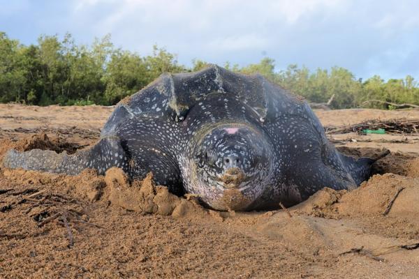 Tipos de tortugas marinas y sus características - Tortuga laúd
