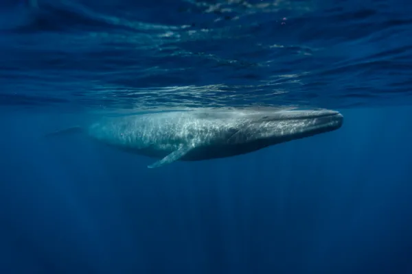 Is the Blue Whale Endangered?