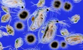 What is Plankton and Its Importance