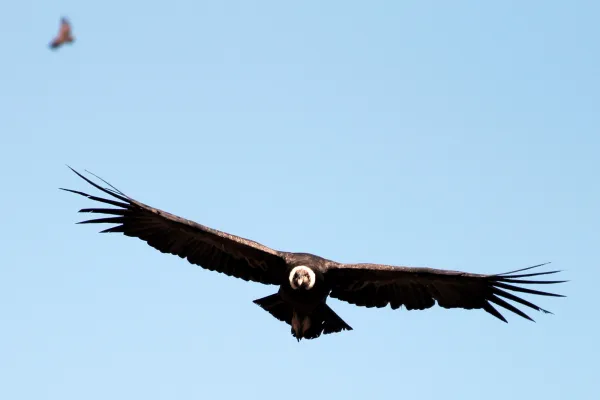 Why the Andean Condor Is Endangered