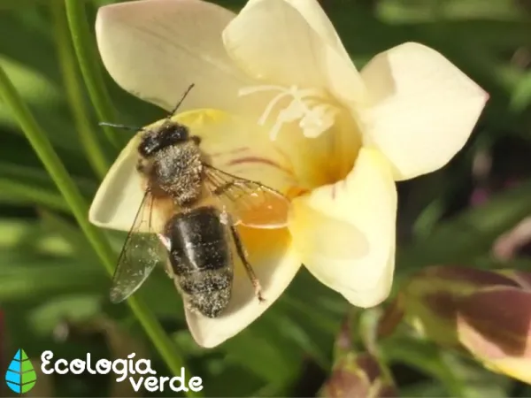 Why Bees Are Endangered